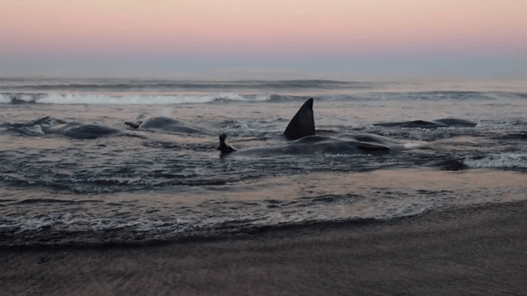 皇冠登一登二登三区别_日本海啸警报190万人撤离皇冠登一登二登三区别，横滨出现河水倒流，海啸持续一天