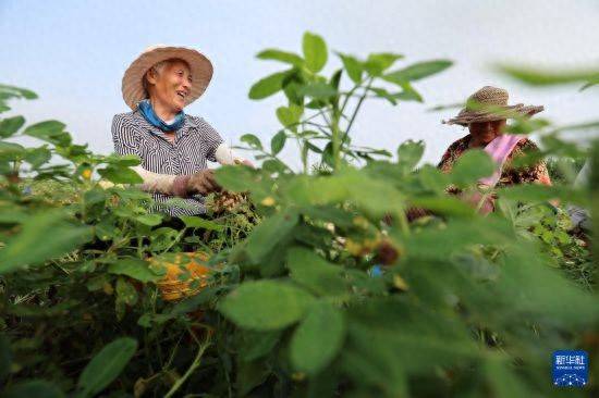 皇冠信用开户_立秋农事正当忙