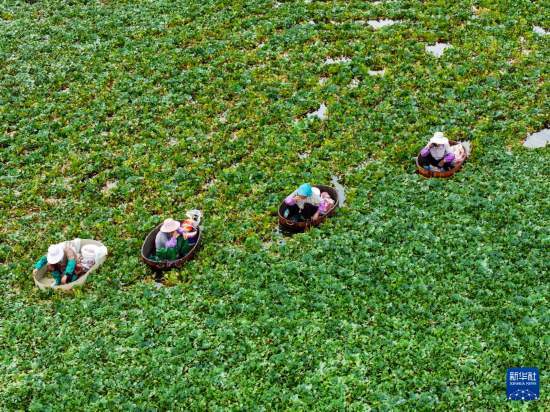 皇冠信用开户_立秋农事正当忙