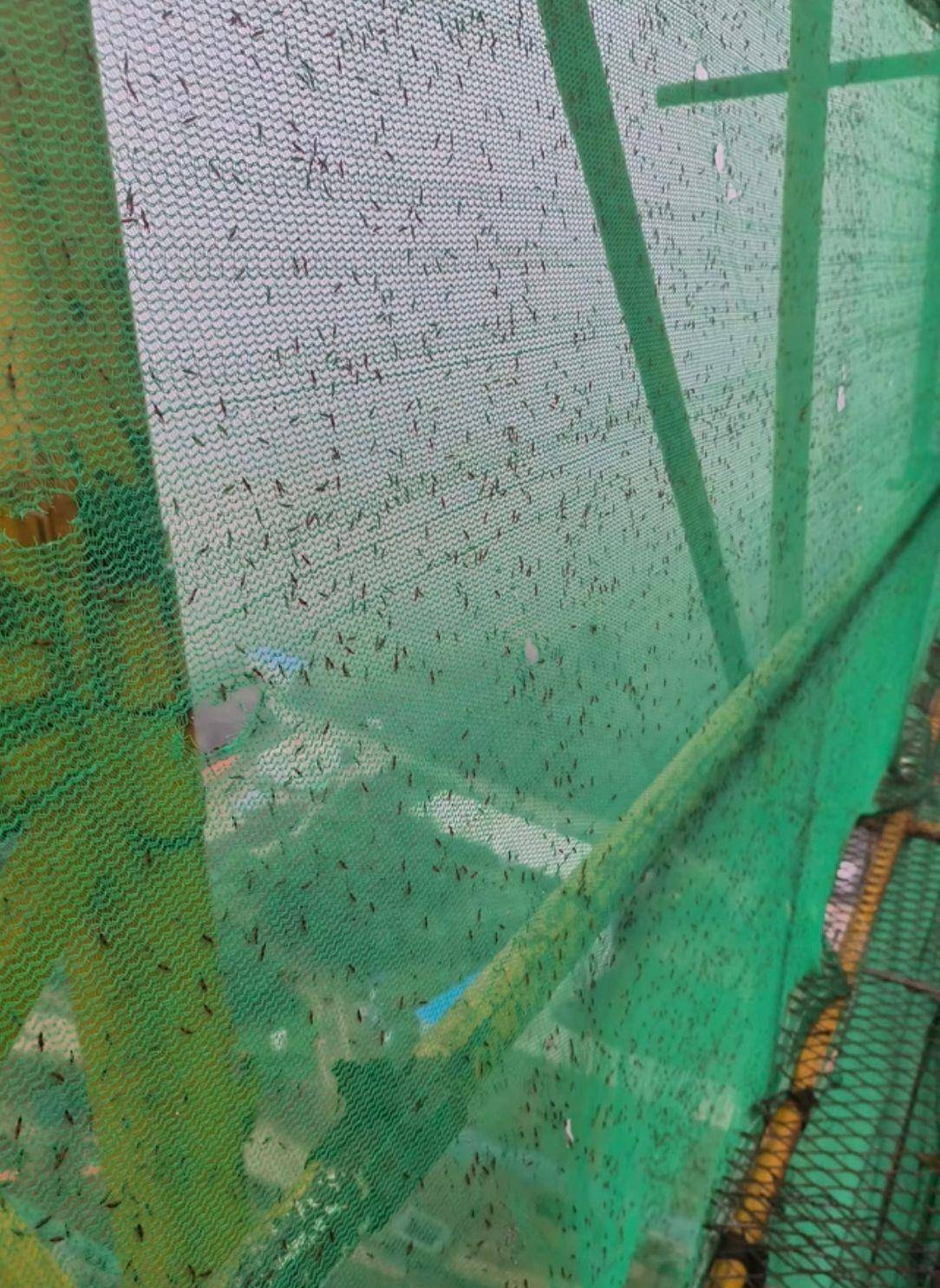 皇冠信用网代理_河南多地现“行走的硫酸”：洛阳一工地脚手架密密麻麻全是皇冠信用网代理，南阳4岁女童沾上它脖子红肿溃烂20余天未痊愈