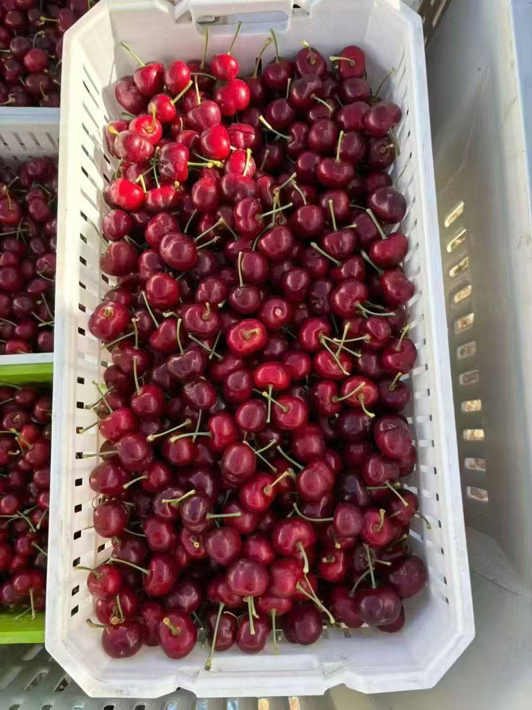 皇冠信用网如何申请_武汉第一波智利车厘子从1700元每件降至800元皇冠信用网如何申请，有批发果商每天卖出1千斤，回应：主要流向高端客户