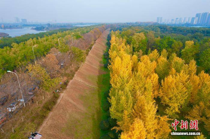 欧冠足球比分_陕西西安：银杏林由绿转黄吸引市民游玩