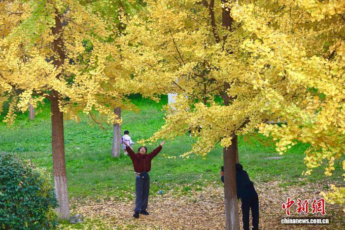 欧冠足球比分_陕西西安：银杏林由绿转黄吸引市民游玩