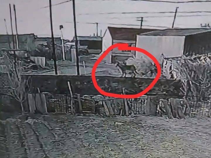 皇冠信用网登3代理_辽宁一农户17只羊一夜之间被不明生物咬死皇冠信用网登3代理，警方回应