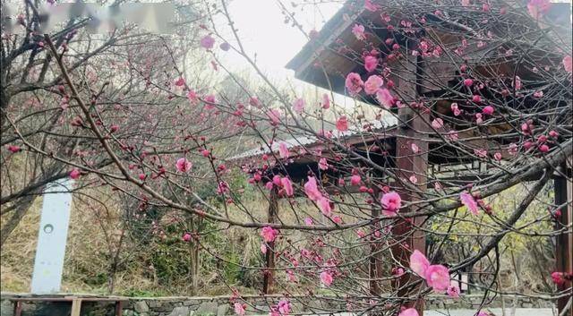 皇冠信用网注册_太突然！武汉正大量出现皇冠信用网注册，不用等到春节