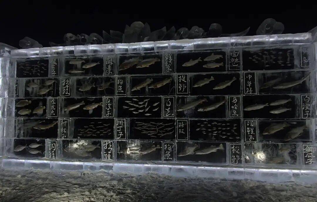 皇冠网
_黑龙江三江口景区现3米高“冰封鱼墙”皇冠网
,中华鲟等20余种江鱼成“冰琥珀”,去年这些鱼展后还被竞拍