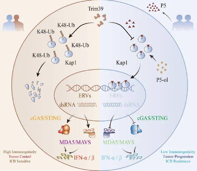 皇冠信用网登123_“长期缺乏性行为皇冠信用网登123，会显著加速肿瘤生长” 华中大最新研究：保持性行为有利于抗癌
