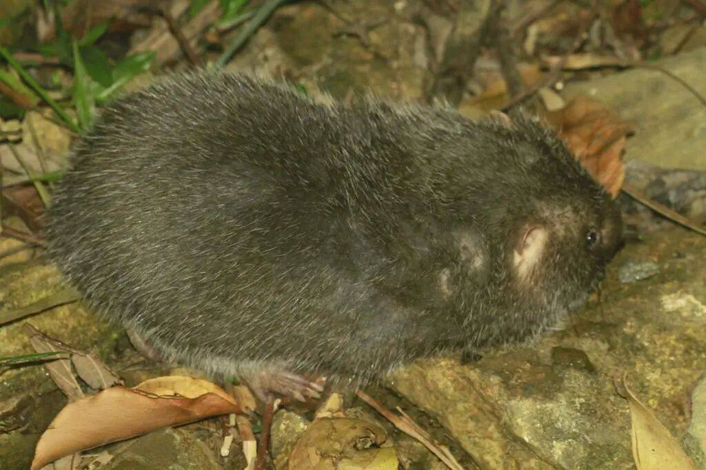 世界杯足球平台代理_杭州一车主崩溃求救：车上有只“超凶大老鼠”世界杯足球平台代理！消防员苦战20分钟发现竟是……