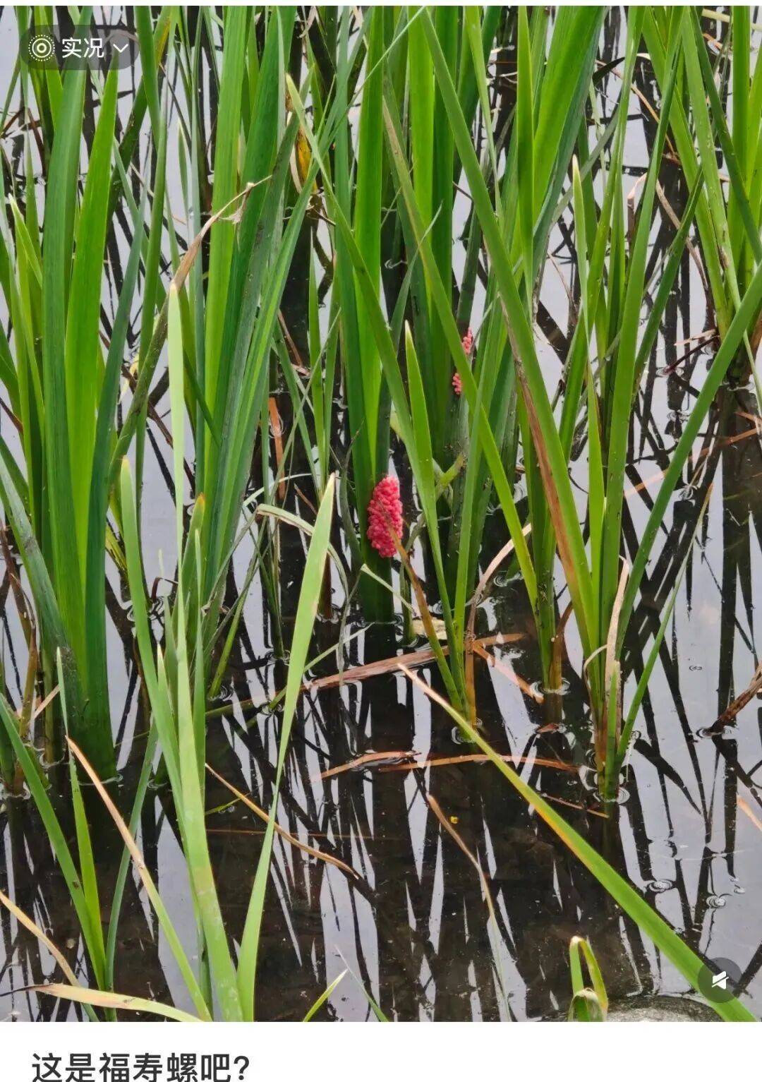 皇冠在线客服
_别吃!寄生虫多达6000条皇冠在线客服
,近期正大量出现,严重可致死