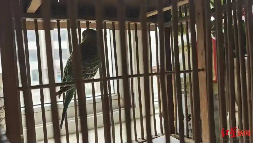世界杯真钱开户 _男子在陕西一景区套圈套中鹦鹉带回家饲养世界杯真钱开户 ，鹦鹉死后父亲感染“鹦鹉热”，“整个肺部全白了”；医生：潜伏期5至14天，早期表现类似流感