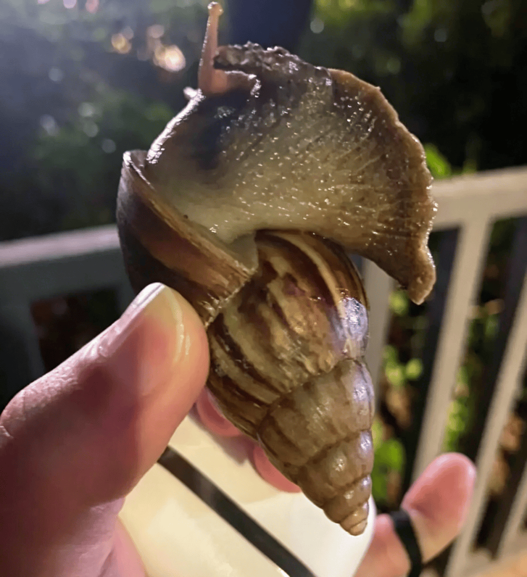 皇冠信用_“只是摸了一下”皇冠信用，深圳1岁女童小区玩耍，确诊严重脑炎！最近很多人见到，千万别碰