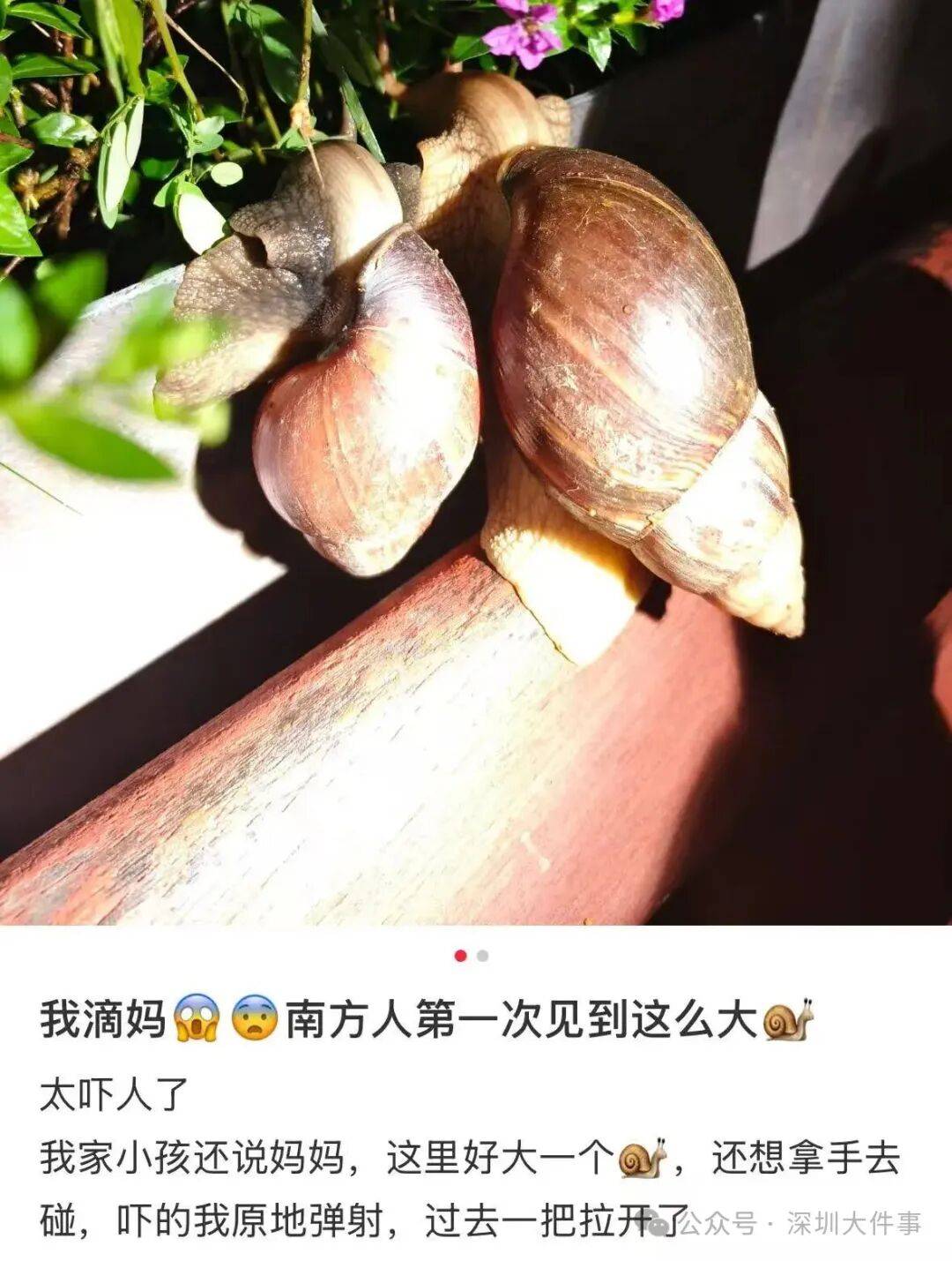 皇冠信用_“只是摸了一下”皇冠信用，深圳1岁女童小区玩耍，确诊严重脑炎！最近很多人见到，千万别碰