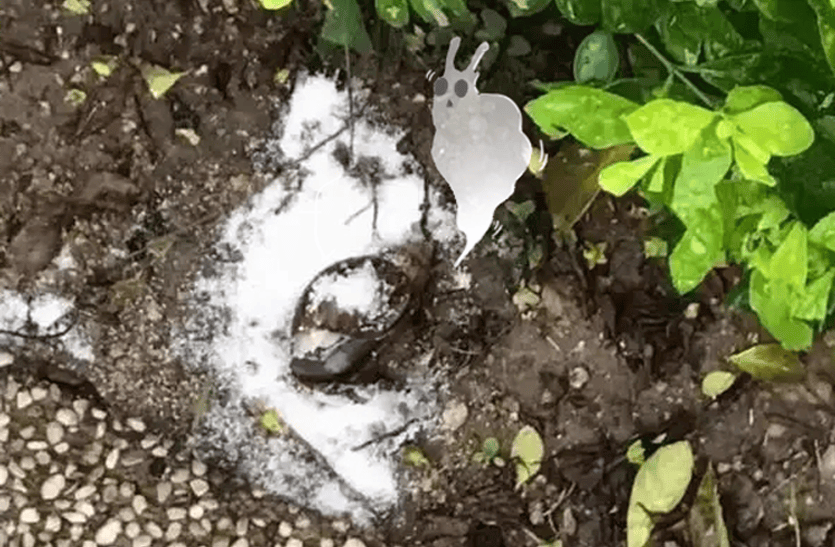 皇冠信用_“只是摸了一下”皇冠信用，深圳1岁女童小区玩耍，确诊严重脑炎！最近很多人见到，千万别碰